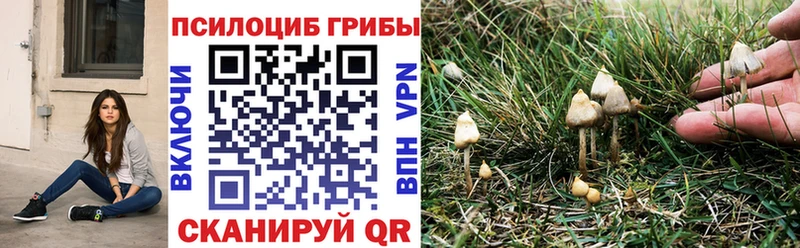 darknet телеграм  Мценск  Псилоцибиновые грибы MAGIC MUSHROOMS 